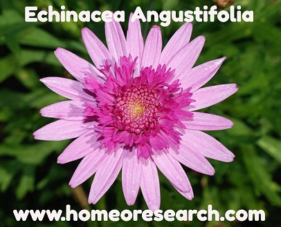 Echinacea uses or benefits