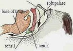 Homeopathic Medicine for Snoring